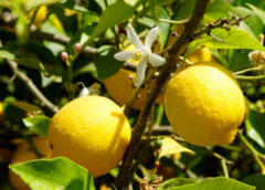 Il segreto della felicità? Il limone e il suo succo: La ricerca di AstraRicerche per Polenghi Food