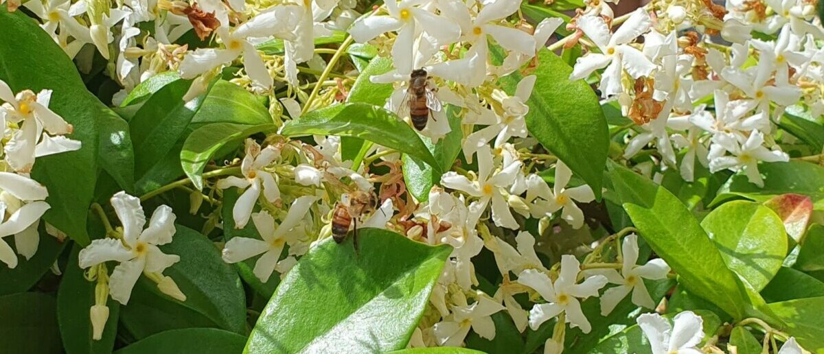 Giornata mondiale delle api: piccole e preziose amiche della natura