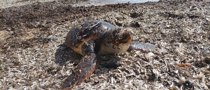 LA PLASTICA: TRAPPOLA MORTALE PER LE TARTARUGHE