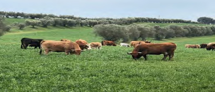 Dalla Xylella alla Dermatite Bovina: Quando la Cura è Sostituita dalla Scure. È Ora di Imparare dalla Storia per Spezzare il Loop degli Errori