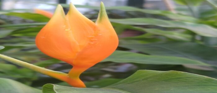 Auguri di Buone Feste: Il nostro grazie a chi sceglie l’informazione libera