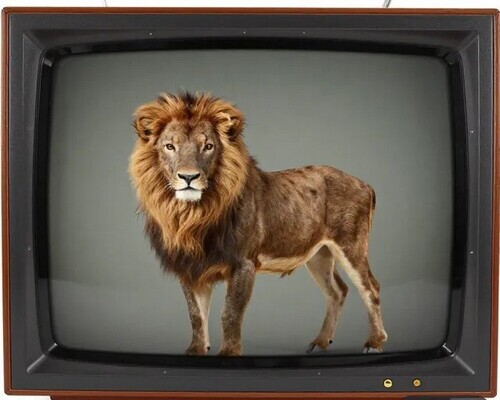 Il leone, la gazzella, la Tv, e la…pubblicità.
